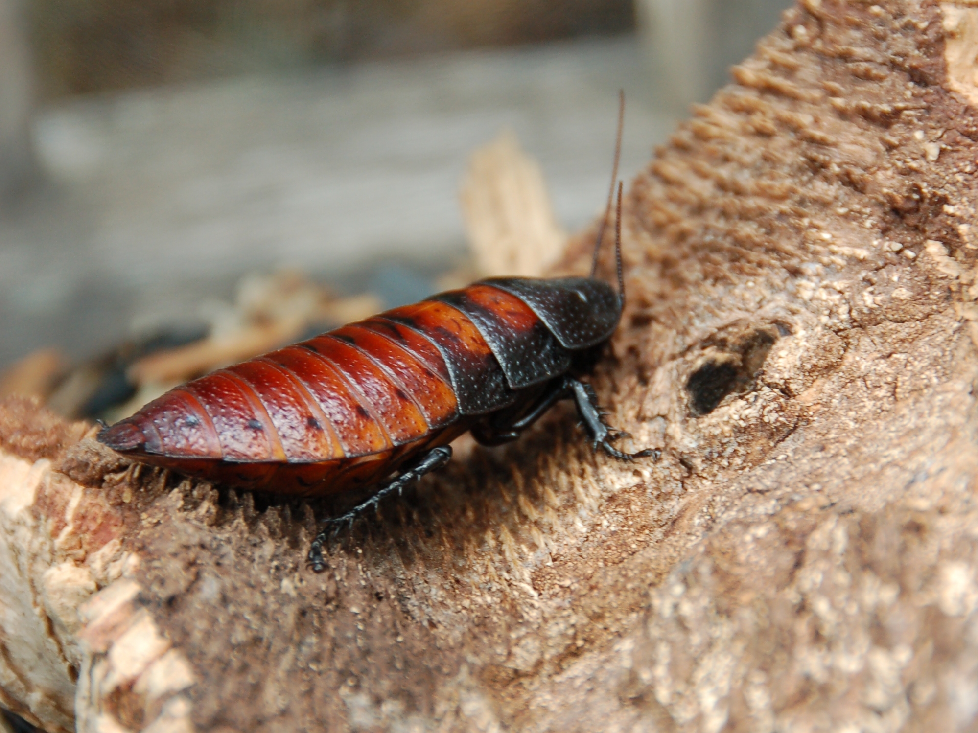 Cockroach Identification