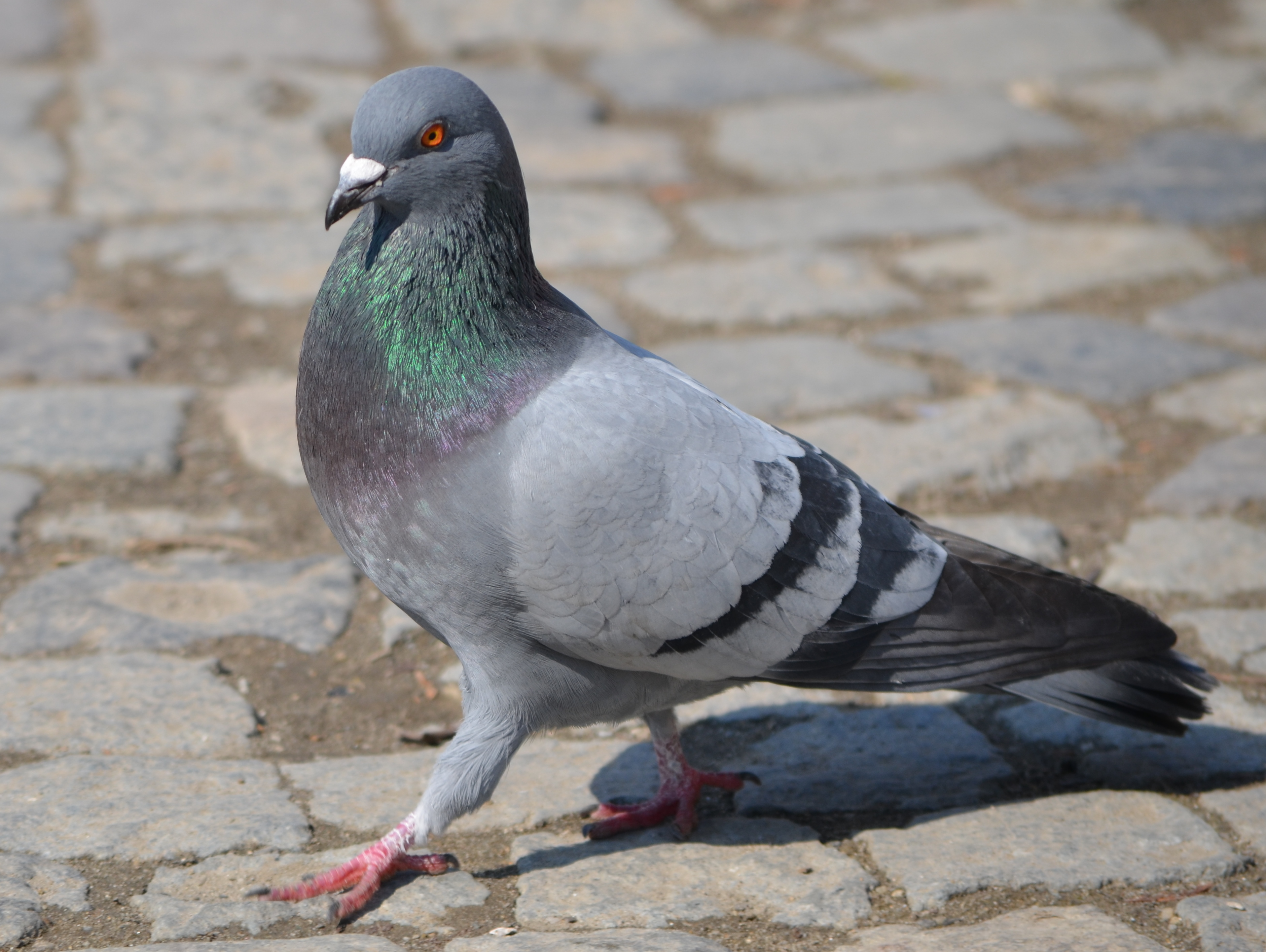 likepigeon