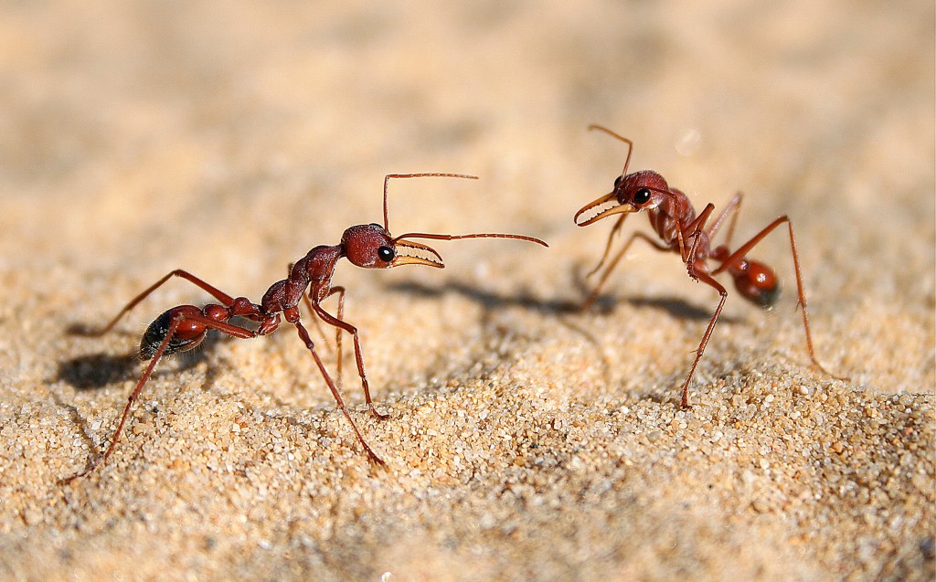 Insect Control AcEco Extermination