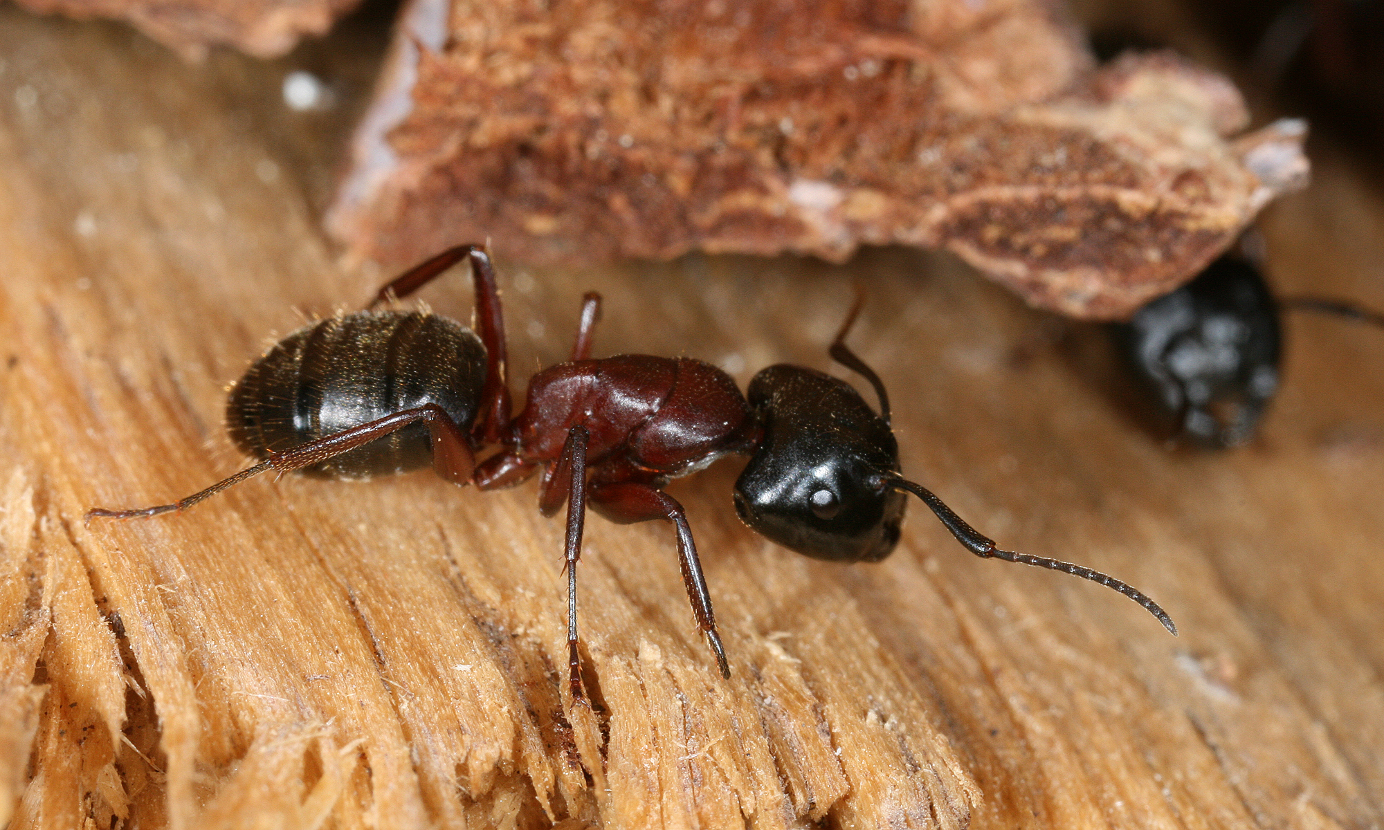 CARPENTER ANTS