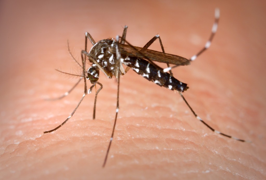 Mosquito Identification AcEco Extermination