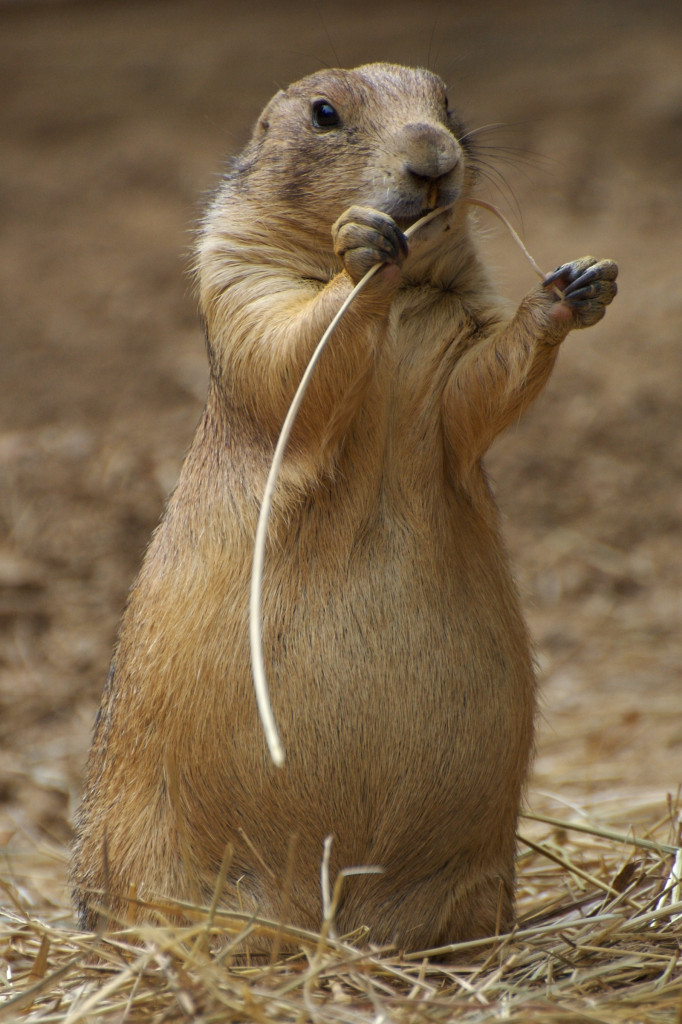prairie-dog-identification-aceco-extermination