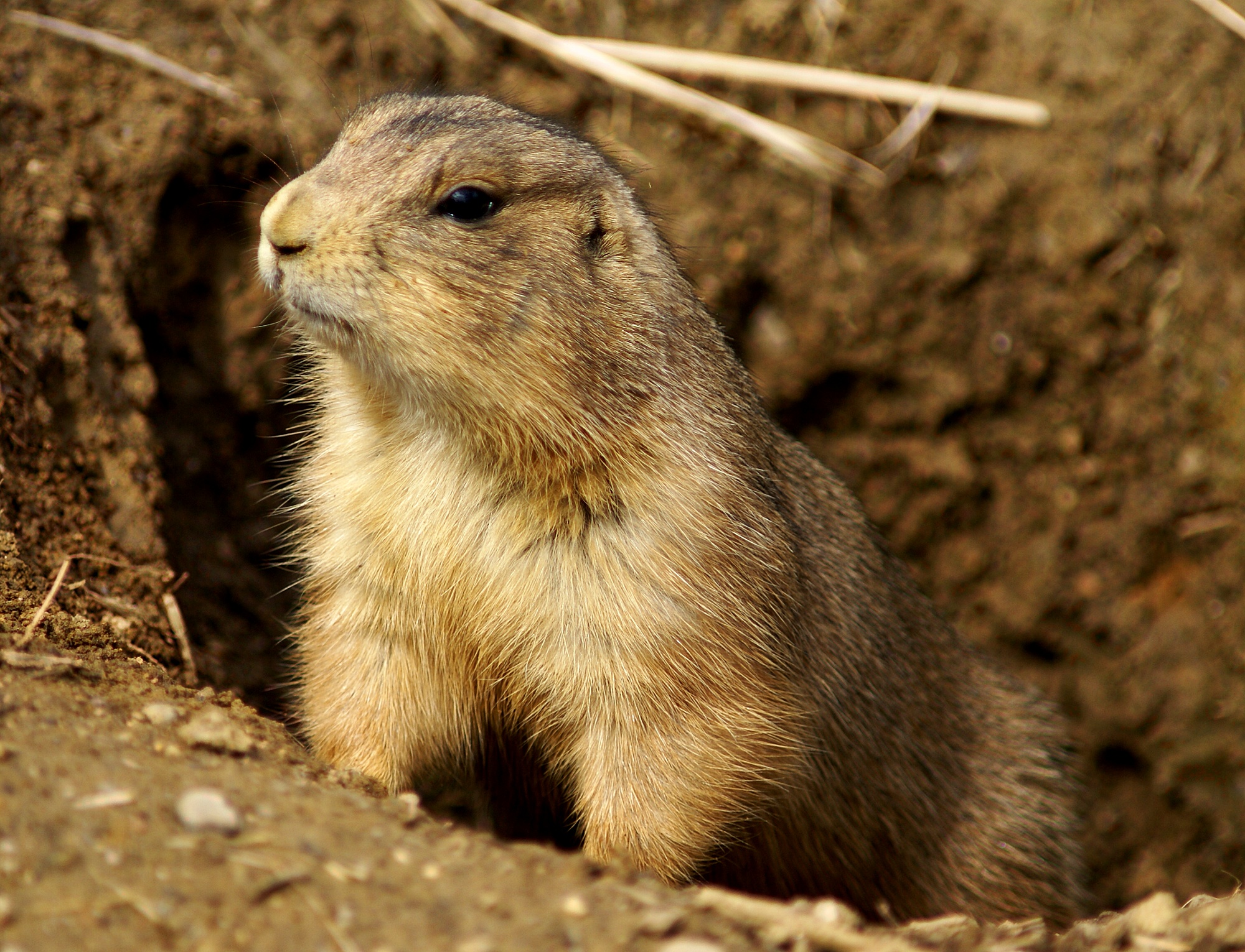 Prairie Dog