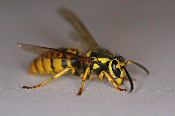 Yellow_jacket_wasp