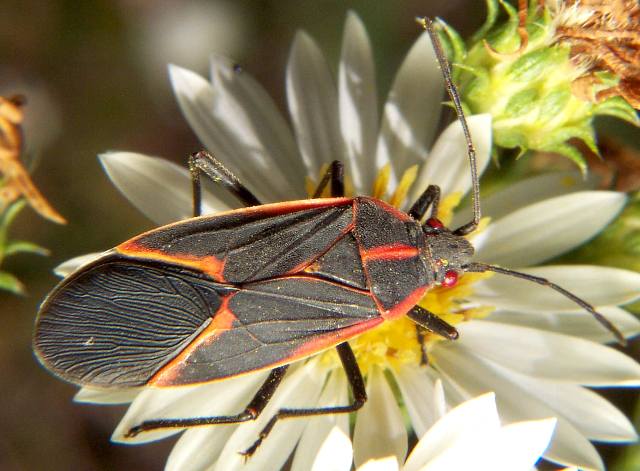 box elder bug 2