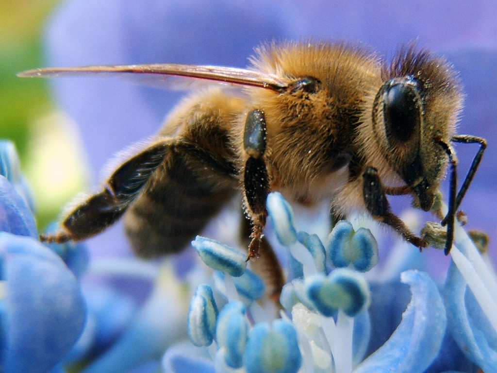 Insect Control AcEco Extermination