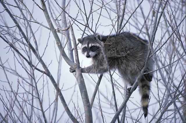 raccoon