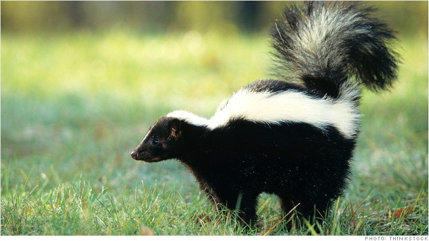 Striped skunk (Mephitis mephitis) spraying, USA