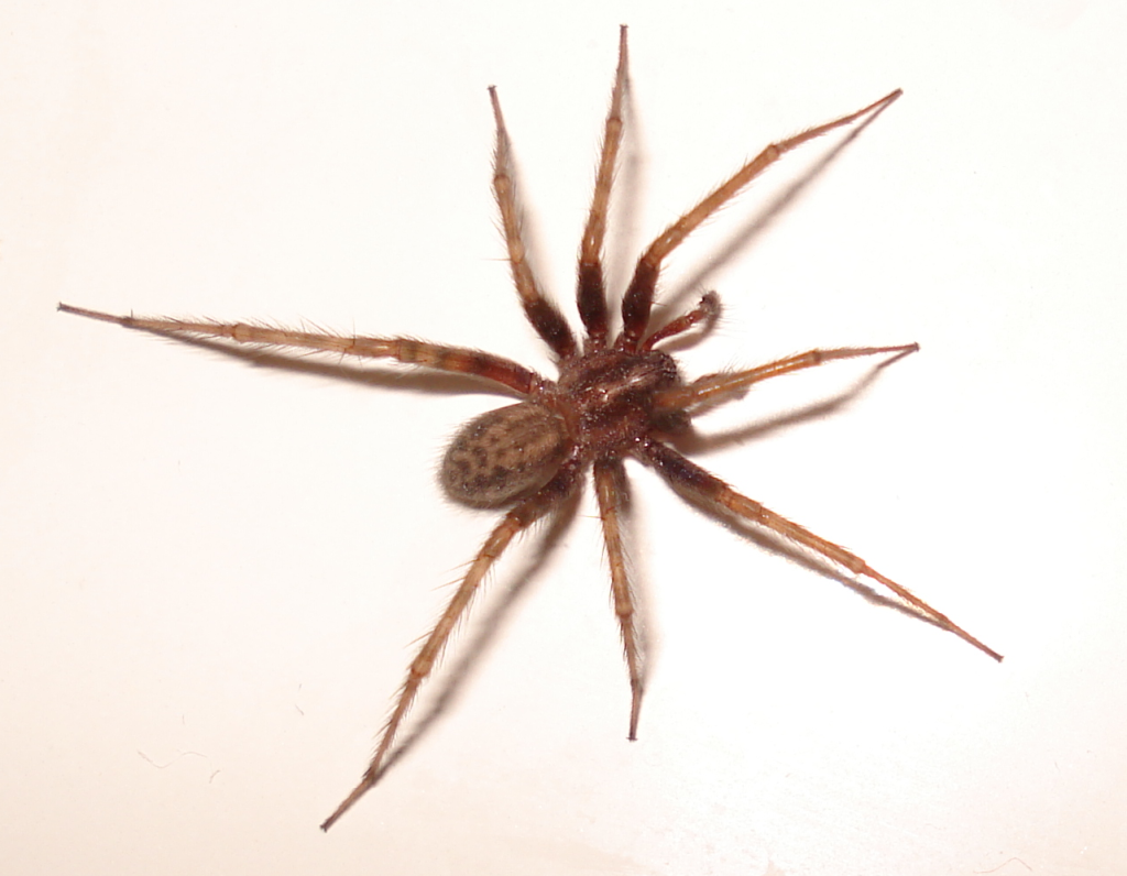 Insect Control AcEco Extermination