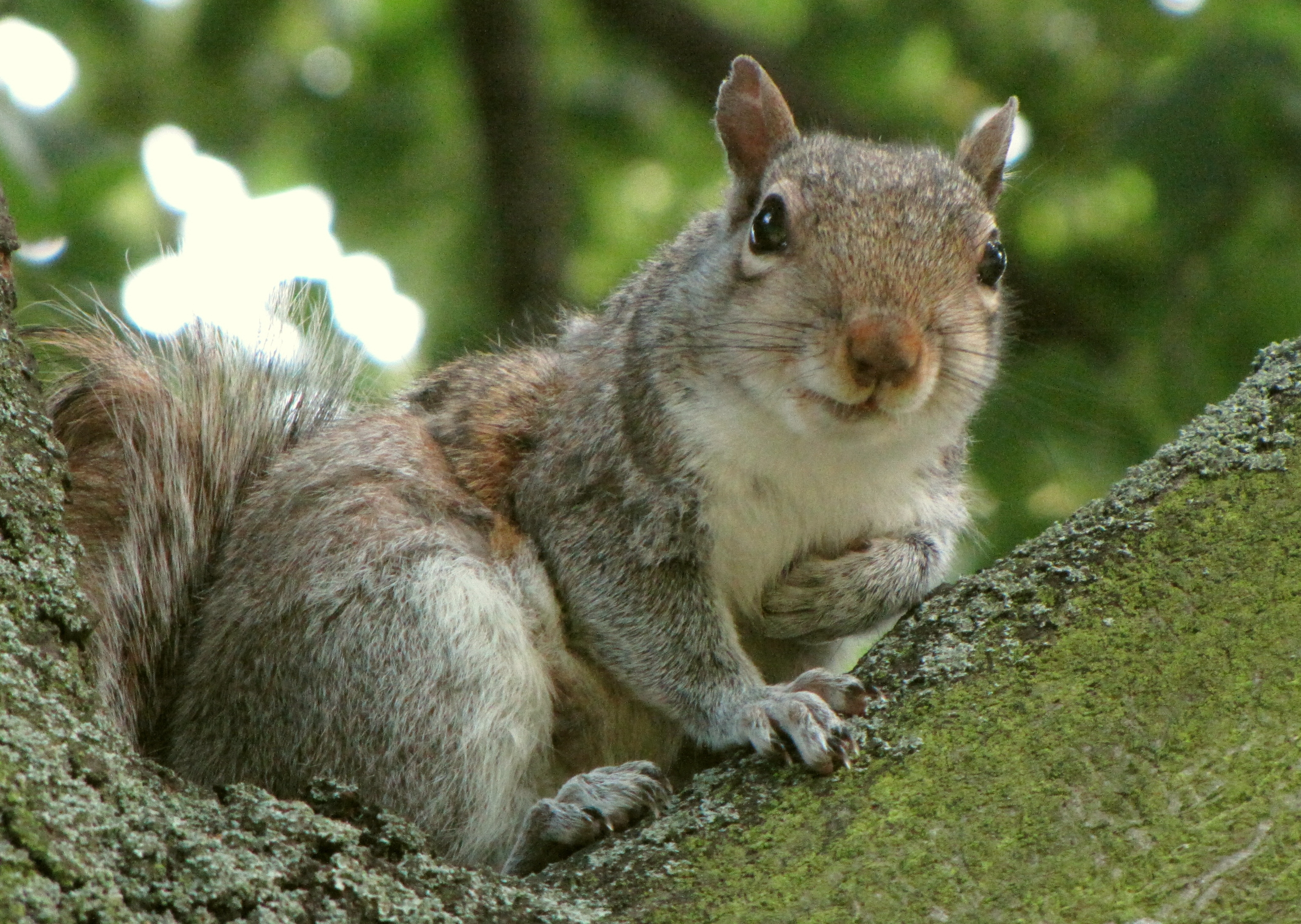 squirrel 2