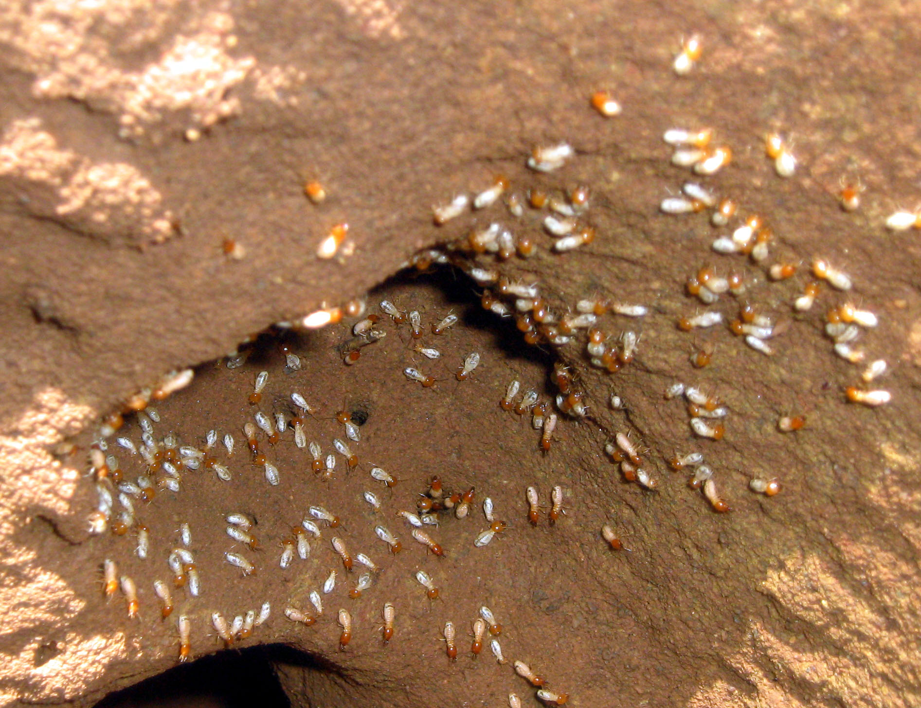 termites 2