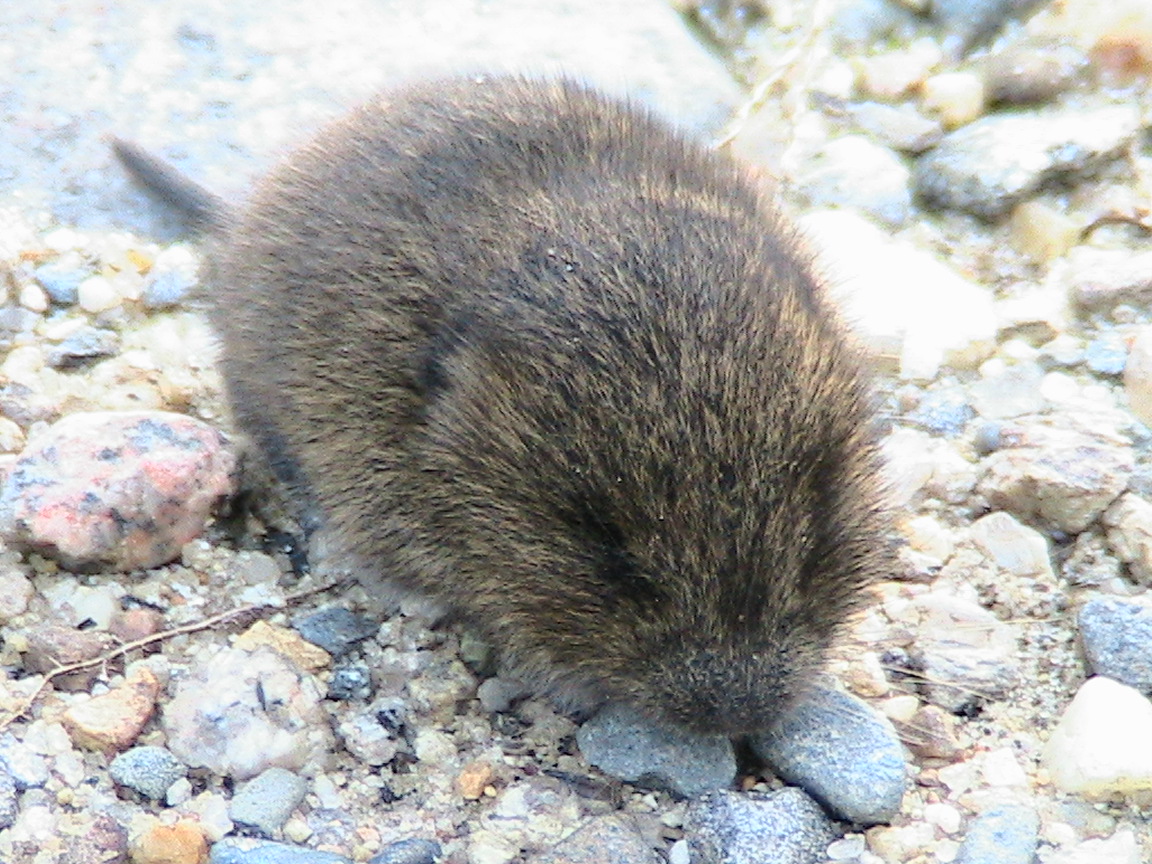 voles 2